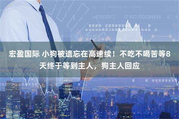 宏盈国际 小狗被遗忘在高速续！不吃不喝苦等8天终于等到主人，狗主人回应